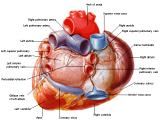 Anatomie:hart,longen,mediastinum,vagus,azygos,trachea,bronchus,vena cava,slokdarm,oesophagus,larynx,cor,diaphragma